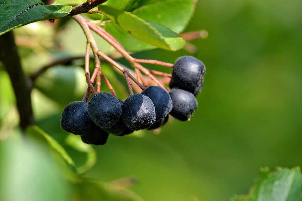 Aronia