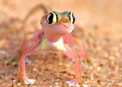 Polsat Viasat Nature HD Wielka Afryka