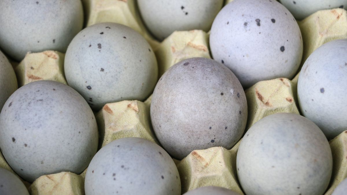 Dlaczego warto jeść kacze jajka?