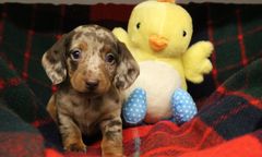 Zakaz hodowli jamników. Niemcy się buntują