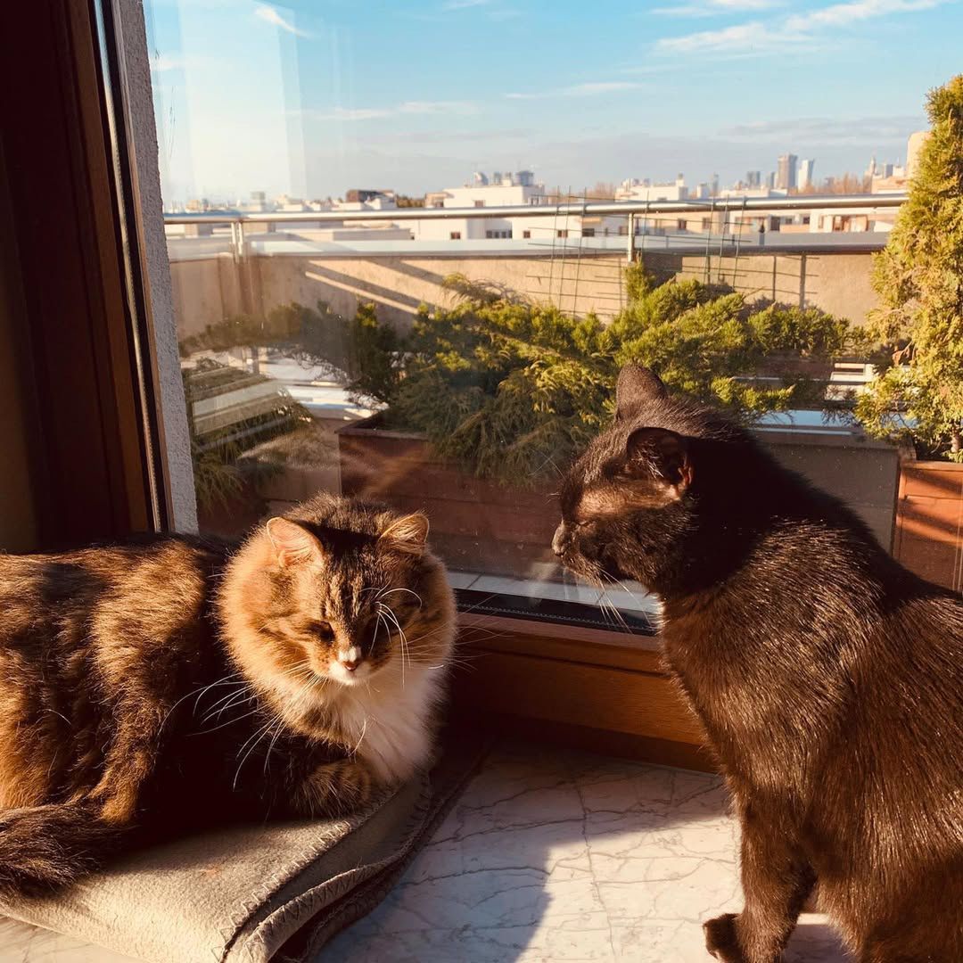 W domu Majki Jeżowskiej królują koty 