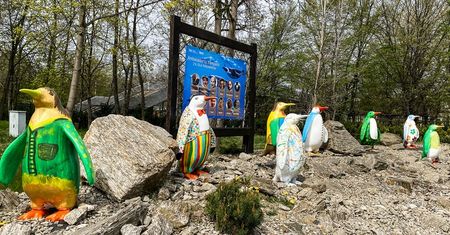 Wrocław. Pingwinia Aleja Gwiazd w ZOO. Malowały je gwiazdy