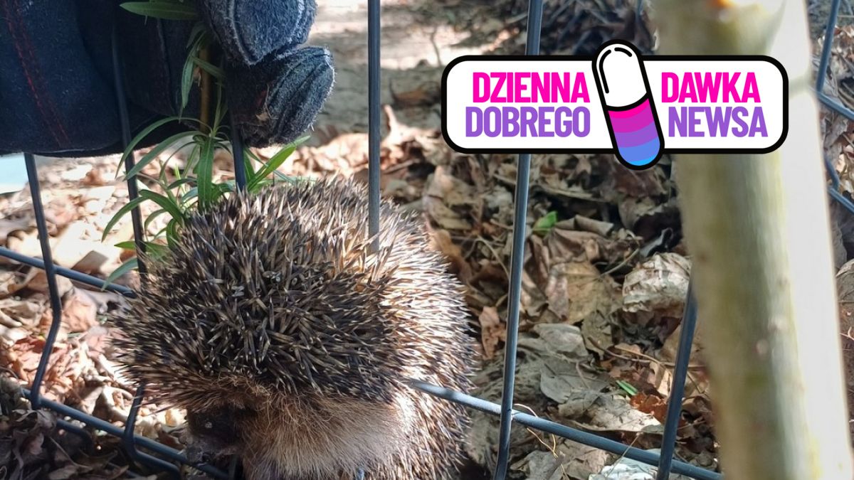 Jeż utknął w ogrodzeniu. Na szczęście ktoś wezwał pomoc