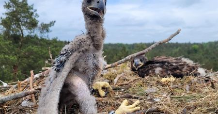 Zaskakujące odkrycie. Miały go zjeść, a traktują jak dziecko
