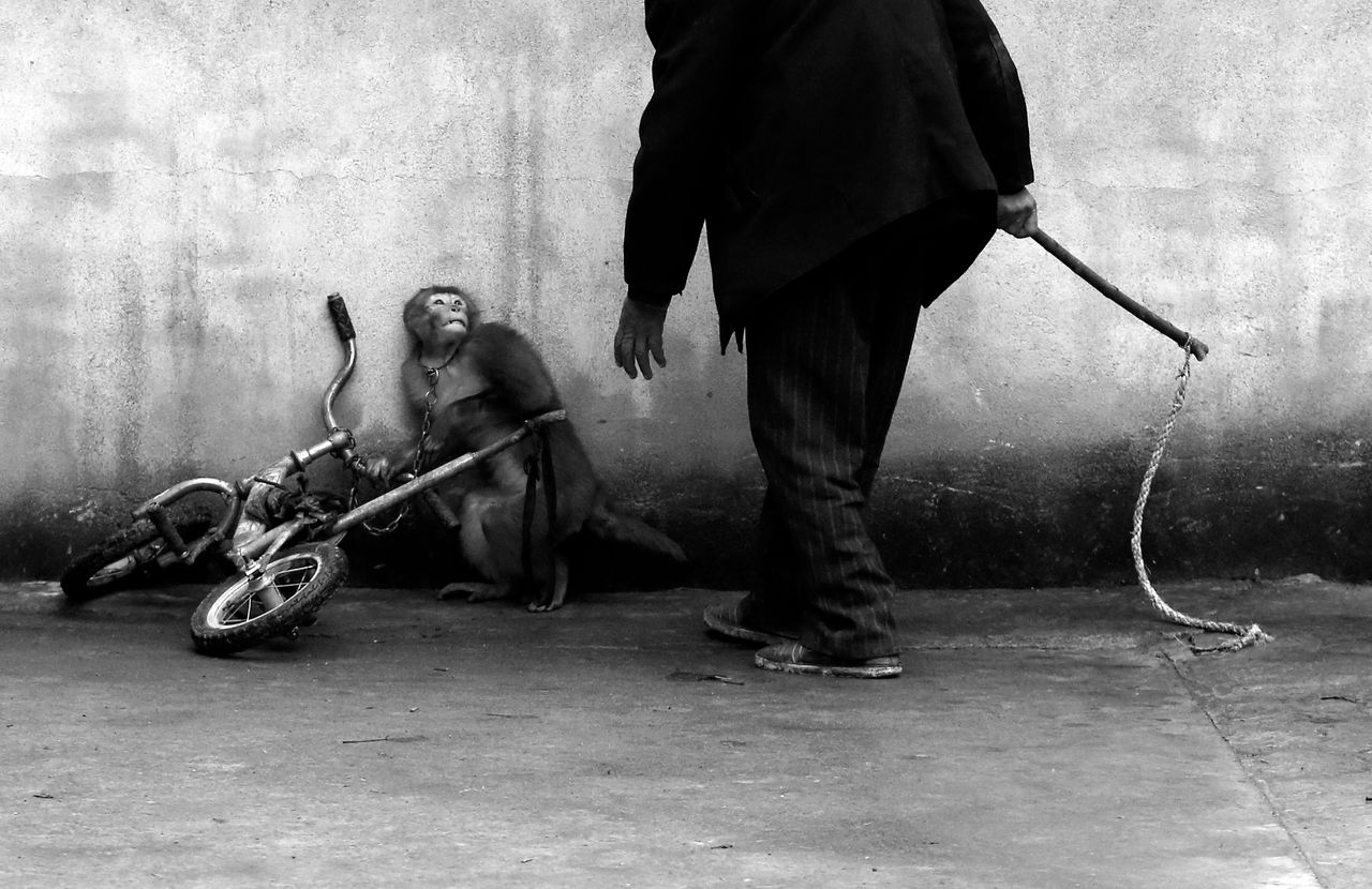 Pierwsze miejsce w kategorii - natura przedstawia małpkę, która chowa się widząc nadchodzącego trenera, który szkoli małpkę do pracy w cyrku.