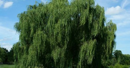 Kora wierzby – naturalny lek przeciwbólowy