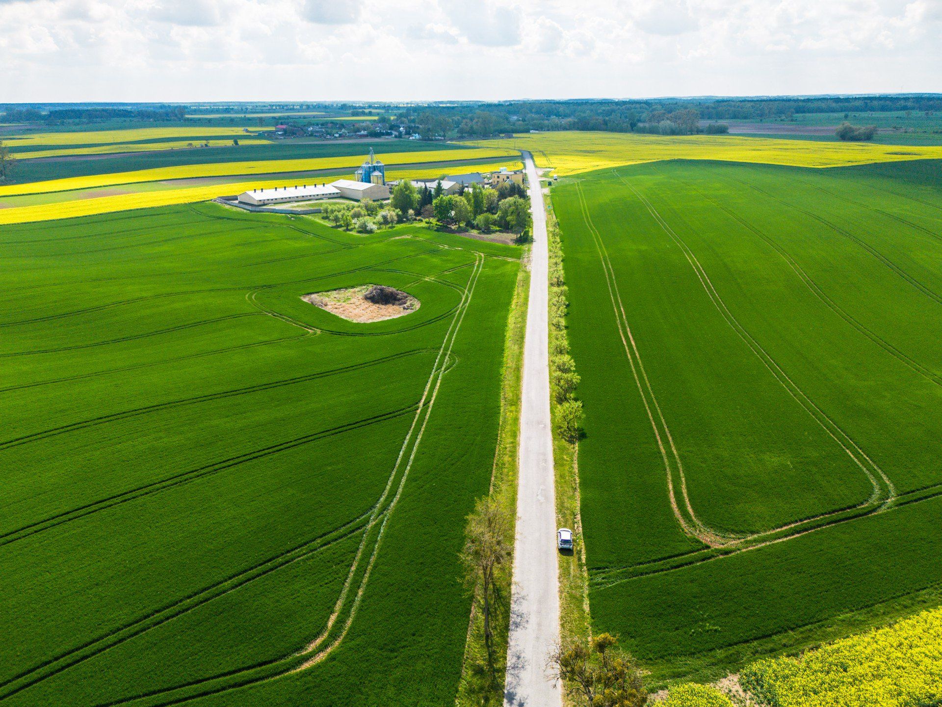 Kwitną pola rzepaku w Wielkopolsce