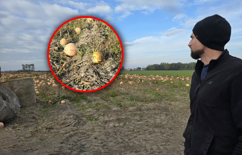 Poszedłem na samozbiory. Takie słowa usłyszałem od rolników