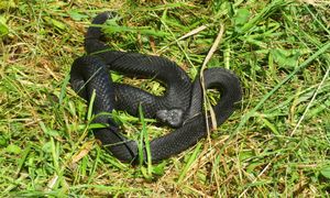 Przyciąga węże jak magnes. Szybko pojawią się w ogrodzie