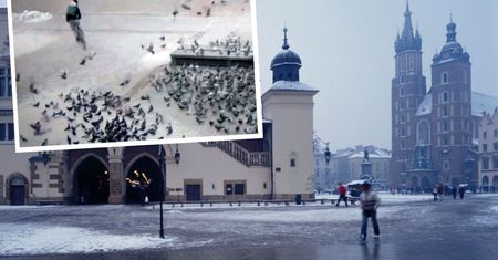 Kraków. Kurier odpowie za rozjechanie gołębi na Rynku Głównym