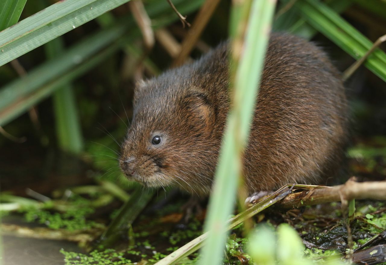 Jest gorszy od kreta. Działaj, jeśli zobaczysz go w ogrodzie