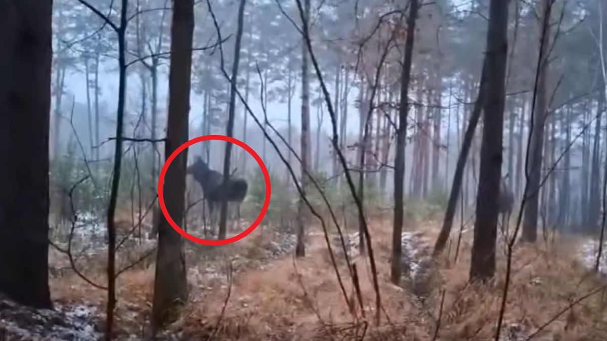 Niezwykłe spotkanie w lesie 