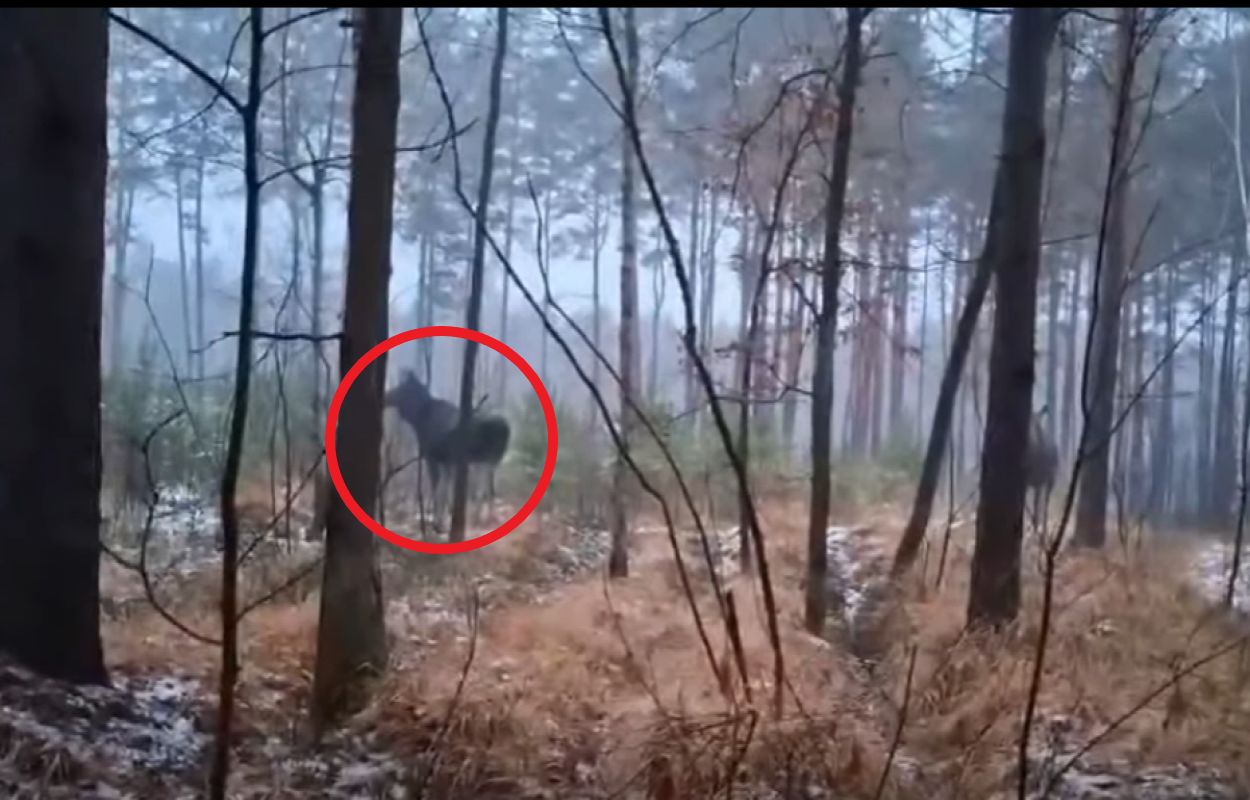 Taki widok w lesie. "Kto mówi, że podleśniczy jeździ po lesie samotnie?"