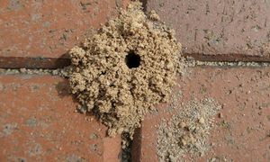 Szczypta do gniazda i problem z głowy. Mrówki będą bez szans