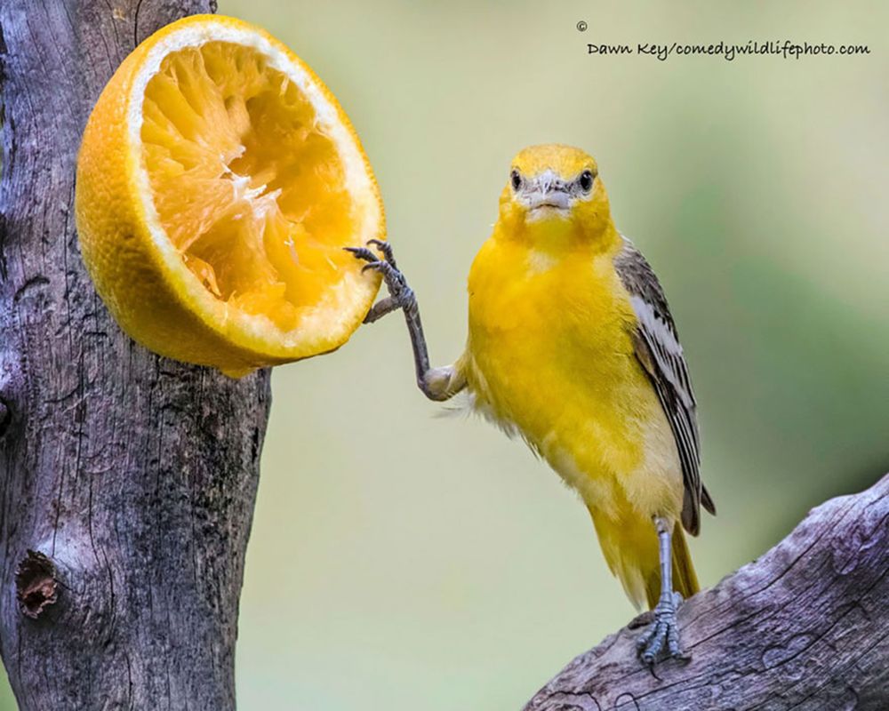 Najzabawniejsze zwierzaki konkursu Comedy Wildlife Photography Awards 2016 32