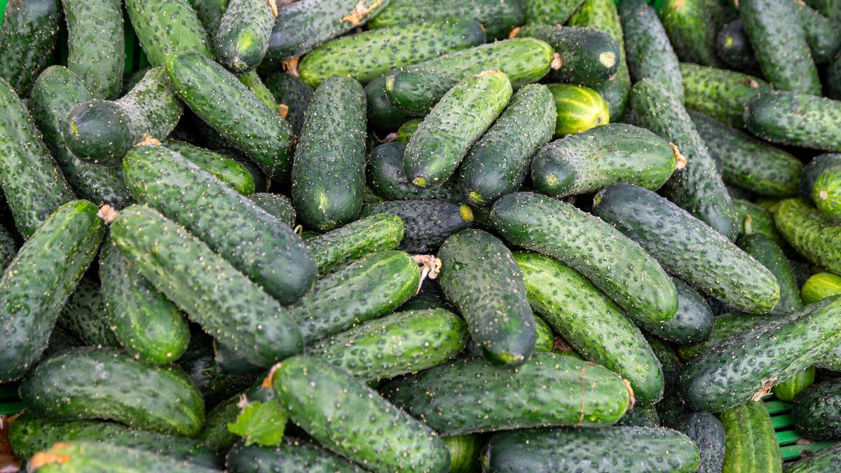 og�rki
Gorz�w Wielkopolski, 31.05.2024. Og�rki na Targowisku Miejskim, tzw. ryneczku przy Jerzego w Gorzowie Wielkopolskim, 31 bm. (ms/ibor) PAP/Ma�gorzata Sawoch
Ma�gorzata Sawoch
Gorz�w Wielkopolski, ceny, og�rki, owoce, rolnicy, rynek, targowisko, warzywa, zakupy, bazar, handel, sprzeda, sprzeda�