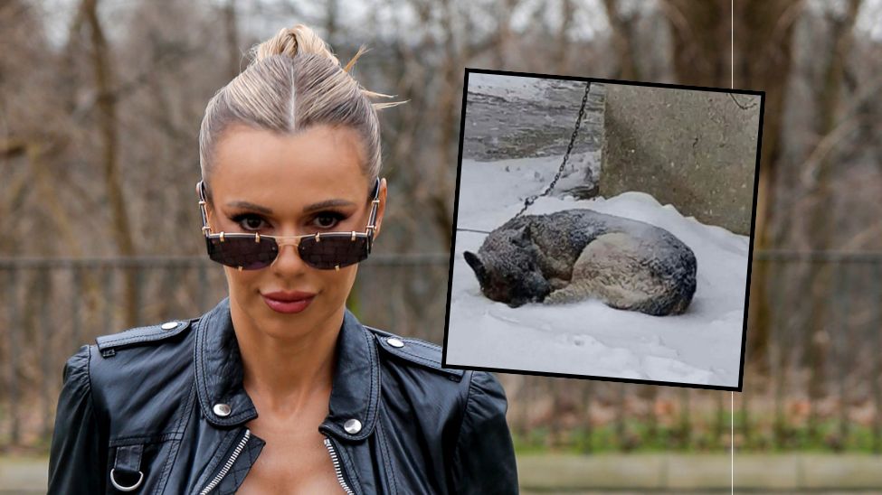 Doda apeluje ws. psów