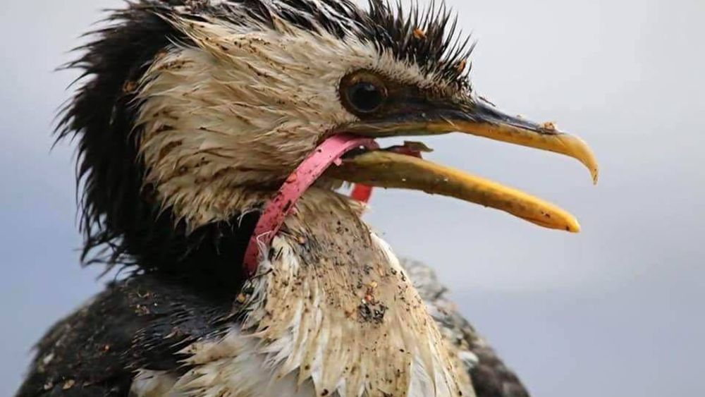 Zobacz zdjęcia zwierząt, które cierpią przez naszą nieodpowiedzialność 1