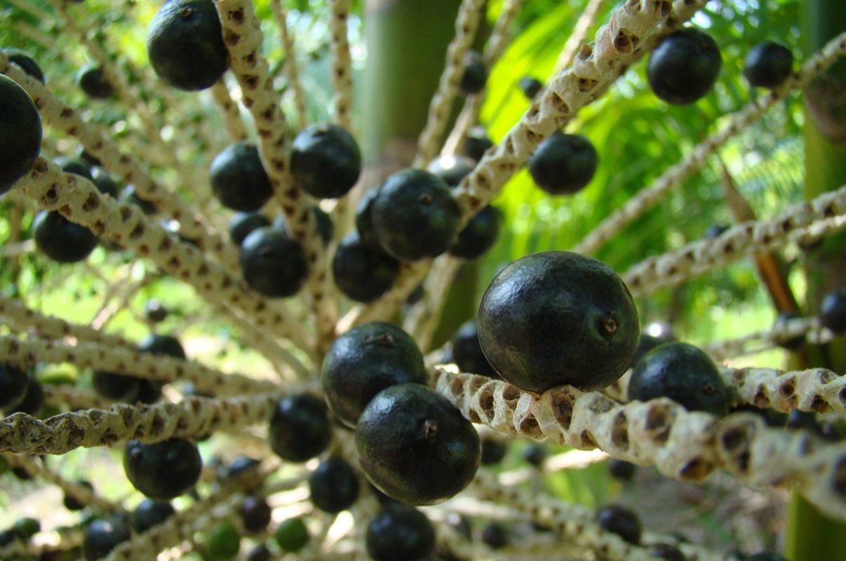 Jedz regularnie ten owoc. Skóra będzie wyglądała lepiej niż po drogich kosmetykach
