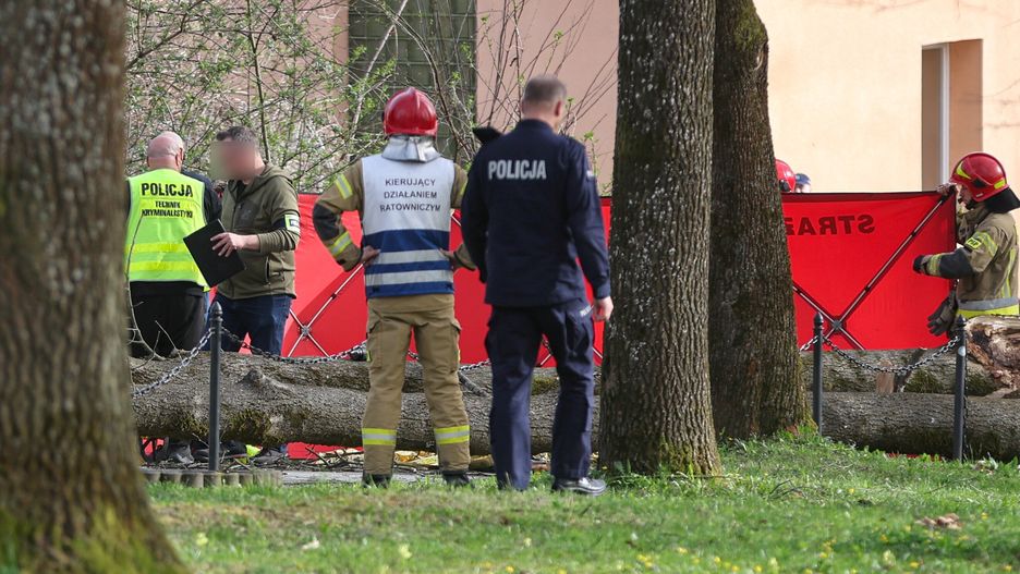 Rabka-Zdrój, 01.04.2024. Trzy osoby, w tym sześcioletnie dziecko, zginęły, 1 bm. przygniecione przez powalone pod naporem wiatru drzewo przy ul. Parkowej w Rabce-Zdroju. (aldg) PAP/Grzegorz Momot***Zdjęcie do depeszy PAP pt. "Małopolska/ Trzy ofiary śmiertelne przygniecione przez drzewo w Rabce-Zdroju" ***
