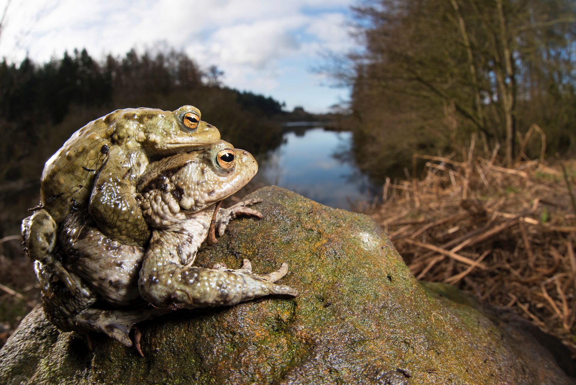 The British Wildlife Photography Awards 2015, czyli fotografia przyrody w najlepszym wydaniu 16