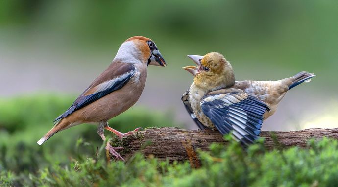 Przyrodnik na tropie