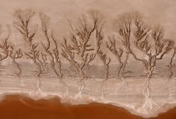 Pustynia Mojave - wyjątkowe obrazy stworzone przez naturę