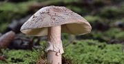 Rozpoznaj po zdjęciu, jaki to grzyb. Zdobędziesz 14/14?