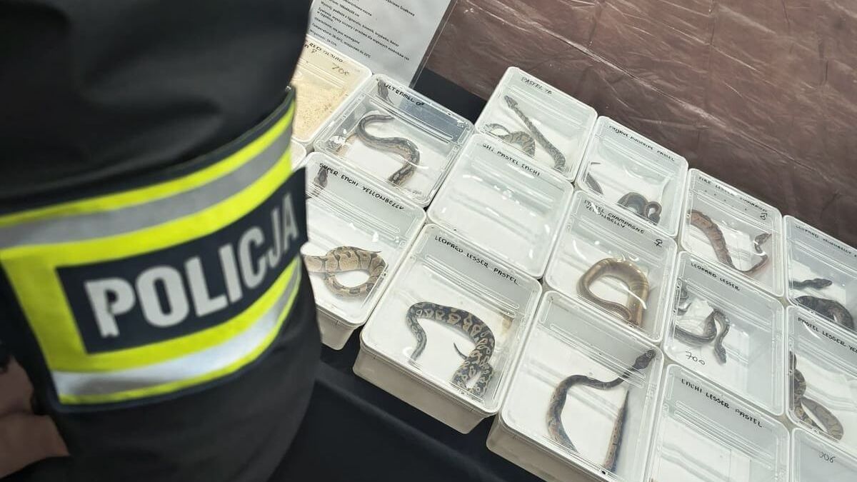 Zabezpieczone pytony królewskie podczas targów egzotycznych zwierząt w Lublinie