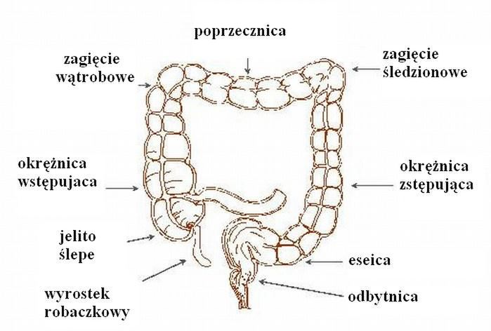 Rak Jelita Grubego I Odbytnicy Co To Jest Rak Jelita Grubego I Odbytnicy Prezentacja 5004