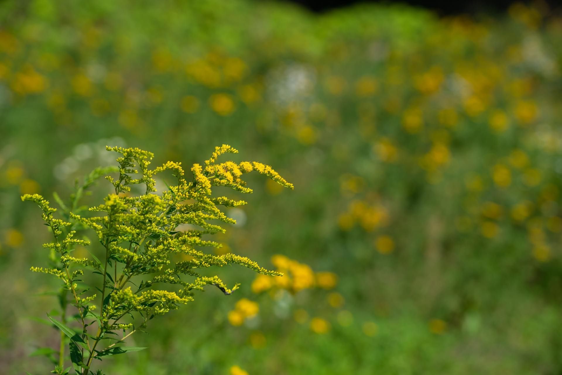 Od 2012 r. na terenie Unii Europejskiej zakazano sprzedaży i sadzenia nawłoci