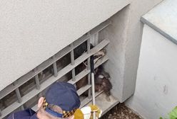 Borsuk w urzędzie wojewódzkim. Interweniowała straż miejska