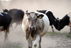 Mazowieckie. Byki na gigancie. 10 byków uciekło z hodowli