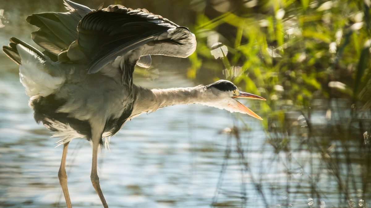 Gatunki ptaków występujące w Polsce