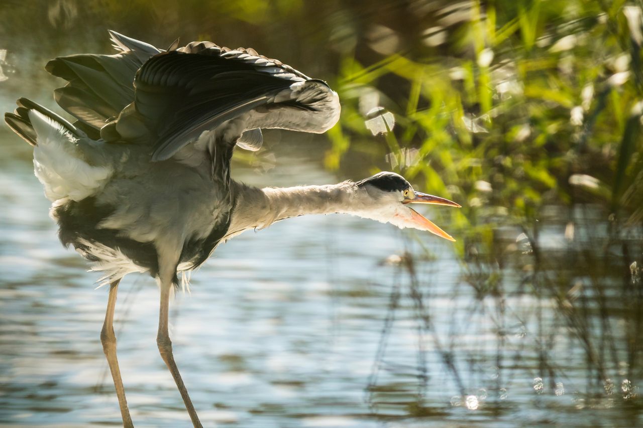 Gatunki ptaków występujące w Polsce
