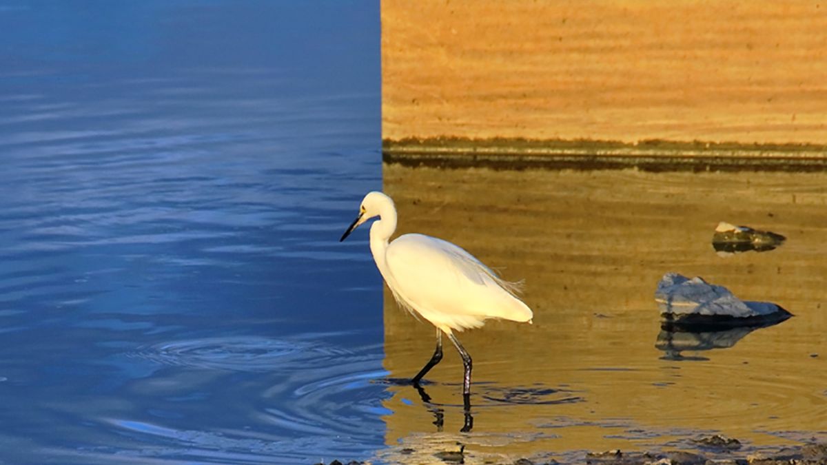 Honorowe wyróżnienie w konkursie AJAPS.