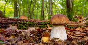 W tych dniach będzie największe grzybobranie. Leśnicy wskazują konkretną datę