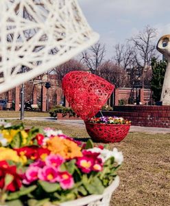 Gliwice. Miasto rozkwitnie wiosną. Ozdobią je drzewa, krzewy i kolorowe kwiatki