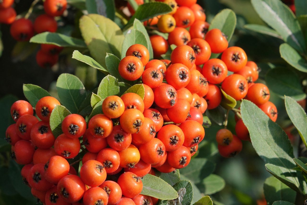 Jarząb pospolity – opis, odmiany, właściwości i zastosowanie