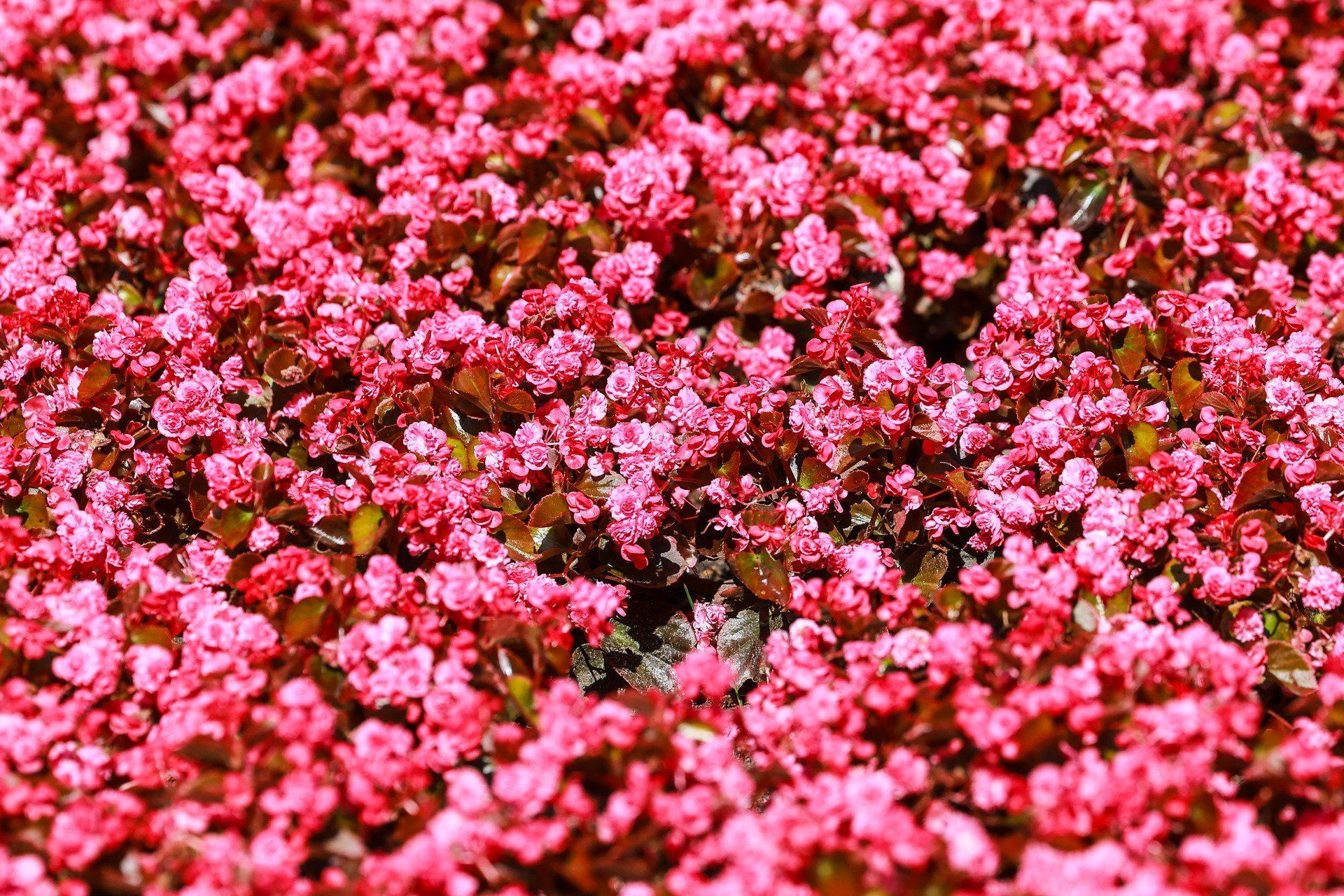 Ogród Botaniczny