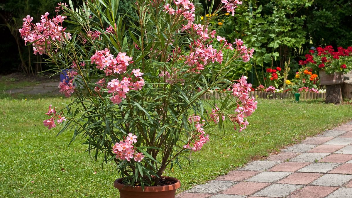 Oleander