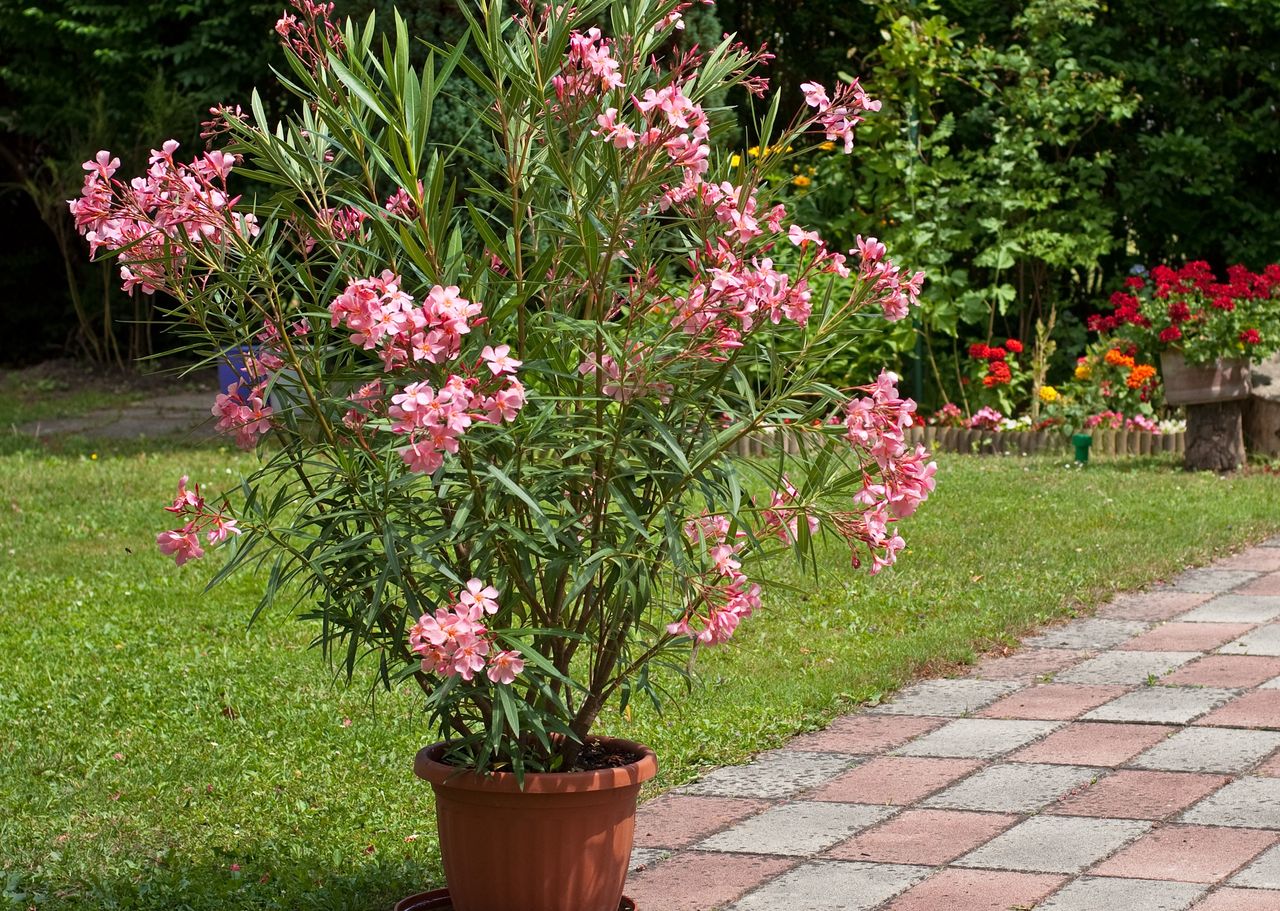 Oleander pospolity to jedna z najbardziej trujących roślin