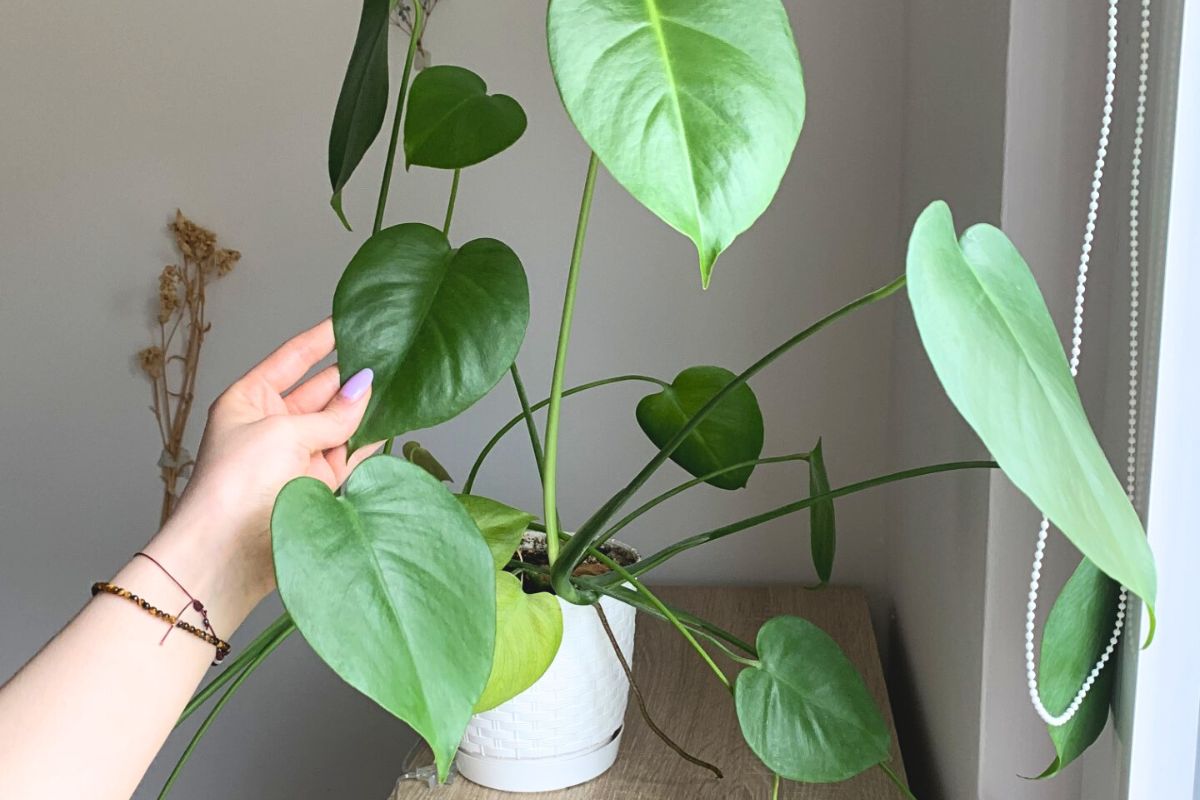 Monstera w domu.