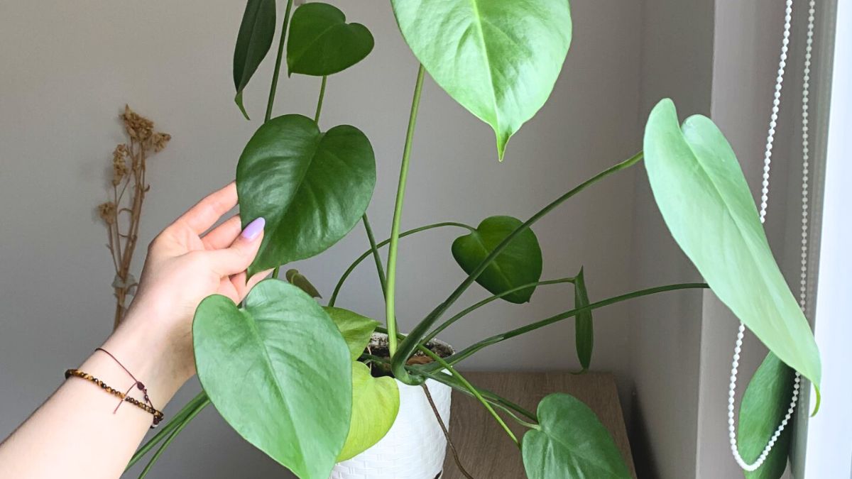 Monstera w domu.