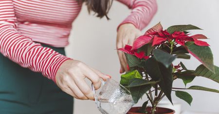 Gwiazda betlejemska gubi liście? Ten domowy nawóz rozwiąże problem