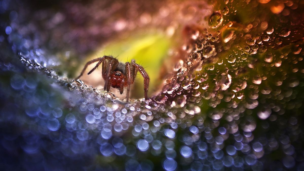 Zdjęcia Polaka zachwyciły jurorów National Geographic 1