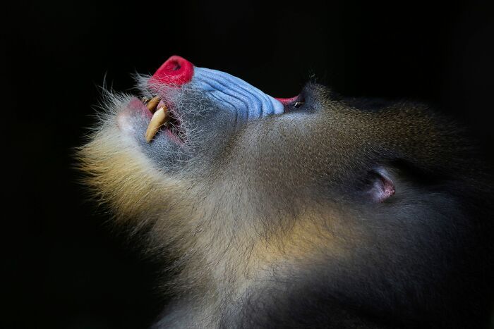 Wildlife Photographer of the Year 2021. Oto najlepsze zdjęcia według publiczności 11