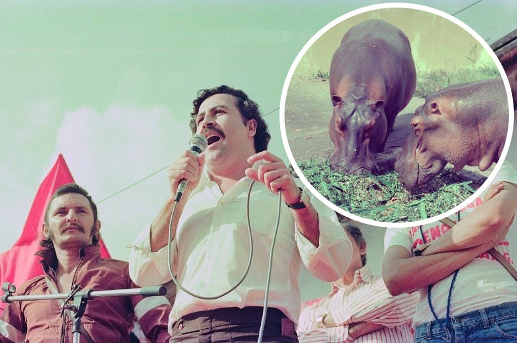 Pablo Escobar ściągnął do Kolumbii afrykańskie hipopotamy, które żyją teraz na wolności
