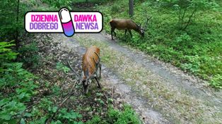 Zaraz zacznie się w lasach. Leśnicy nie mają wątpliwości