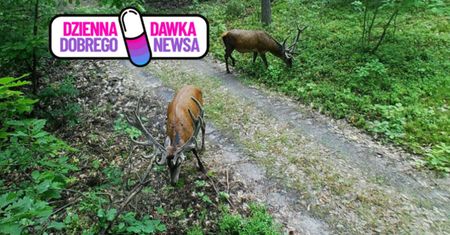 Zaraz zacznie się w lasach. Leśnicy nie mają wątpliwości
